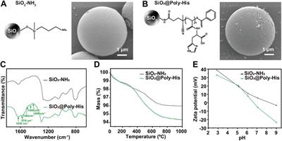 Simultaneous enrichment and sequential separation of glycopeptides and phosphopeptides with poly-histidine functionalized microspheres